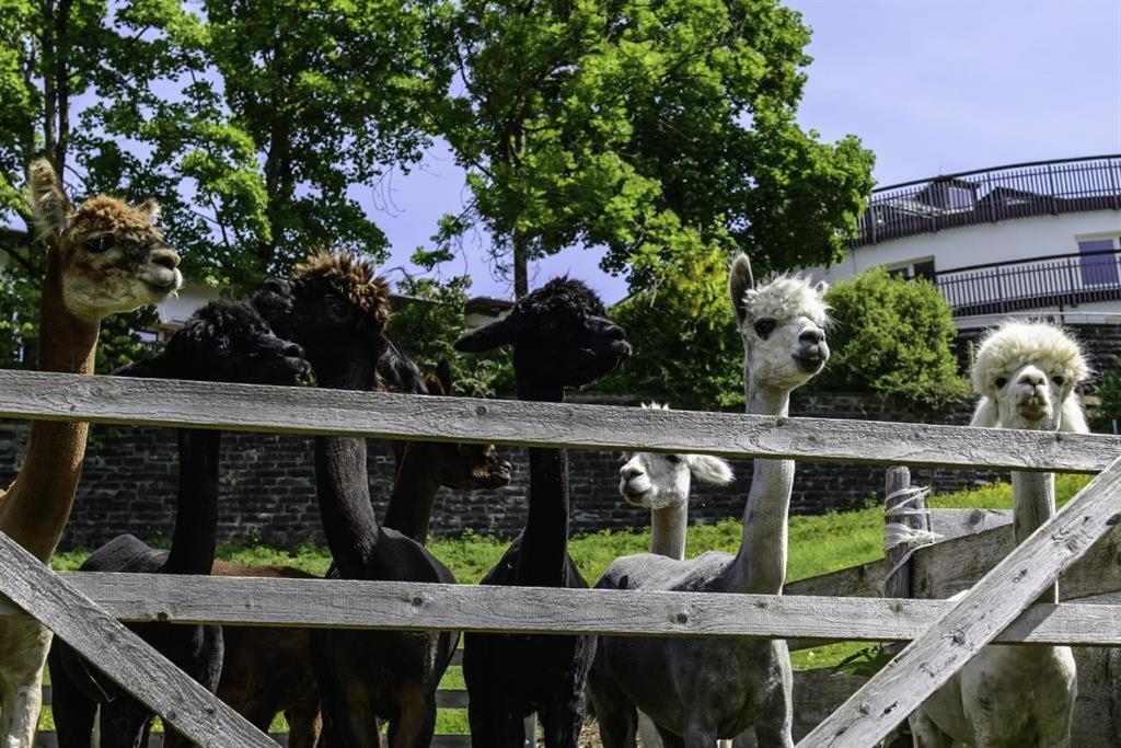 Alpakahof Wechs Villa Bad Hindelang Eksteriør bilde