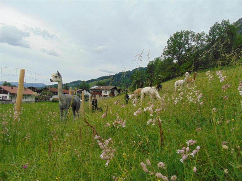 Alpakahof Wechs Villa Bad Hindelang Eksteriør bilde